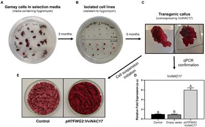 Constitutive expression of VviNAC17 transcription factor significantly induces the synthesis of flavonoids and other phenolics in transgenic grape berry cells